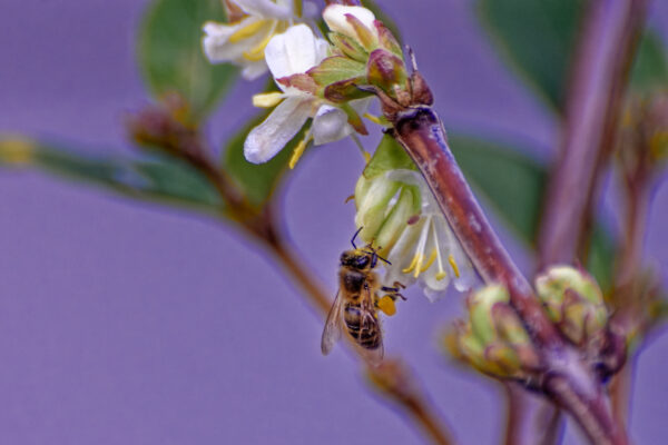 Biene an Geißblattblüte