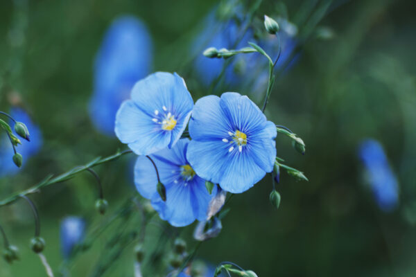 Blauer Lein