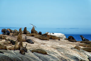 Robben auf Duiker Island, Südafrika