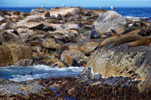 Robben auf Duiker Island, Südafrika