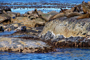 Robben auf Duiker Island, Südafrika