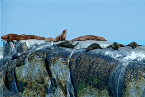 Robben auf Duiker Island