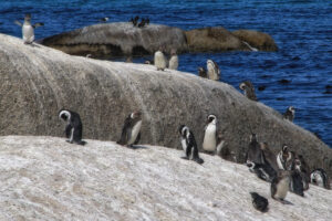 Boulder's and Betty's Bay - afrikanische Pinguinkolonie