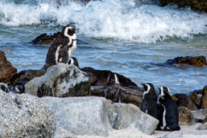 Betty's Bay - afrikanische Pinguinkolonie