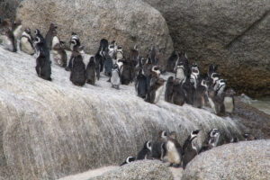 Boulder's and Betty's Bay - afrikanische Pinguinkolonie