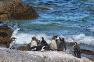 Boulder's and Betty's Bay - afrikanische Pinguinkolonie