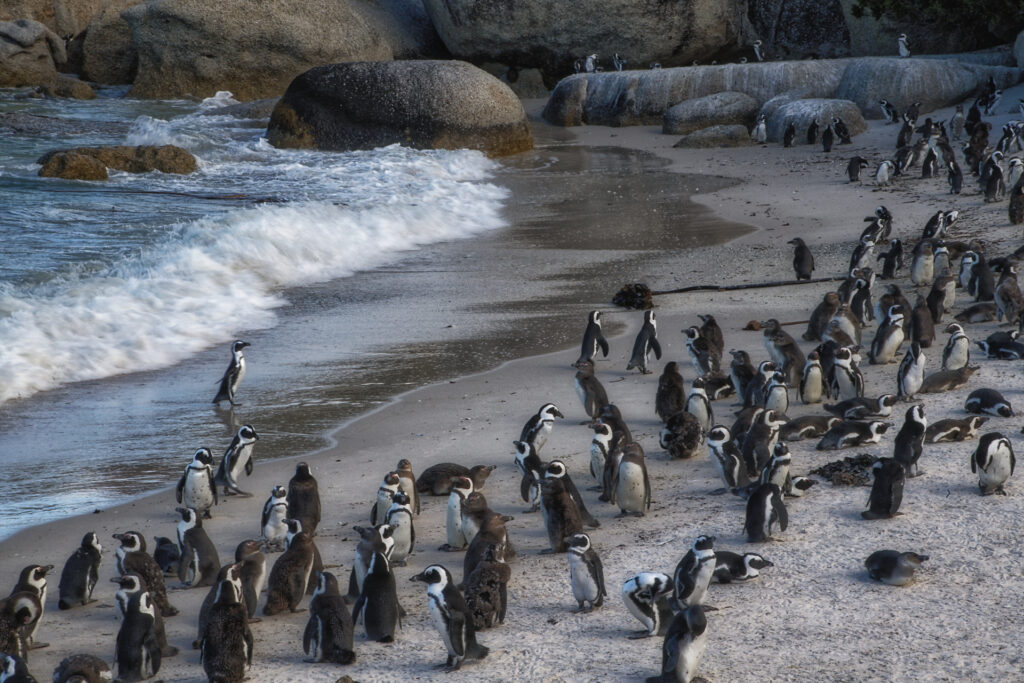 Boulder's and Betty's Bay - afrikanische Pinguinkolonie