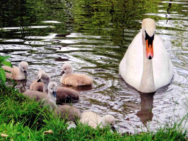 Kleine Schwäne im Enzauenpark