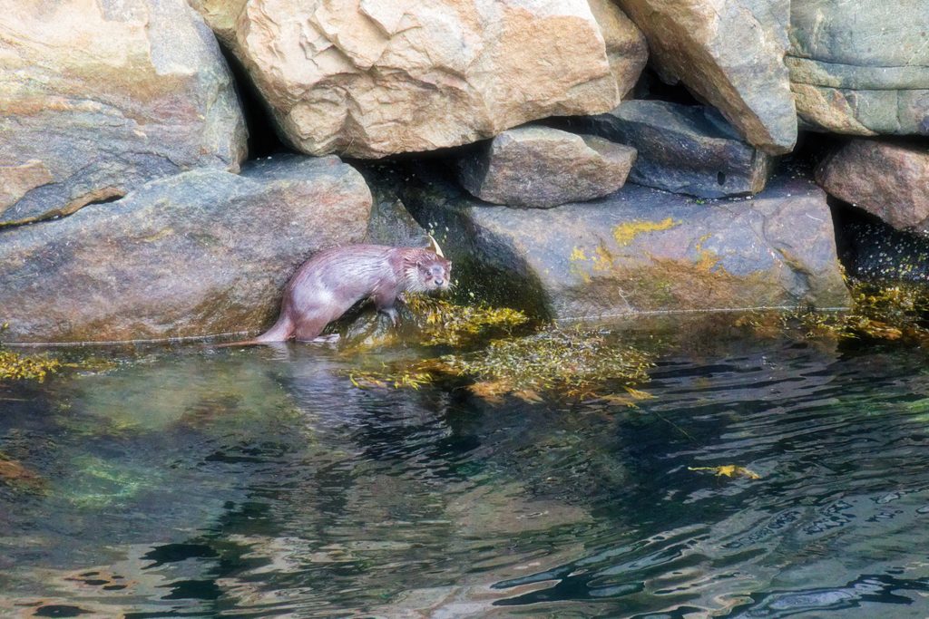 Eurasischer Fischotter in Henningsvær, Lofoten, Norwegen